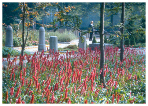 Red Flowers